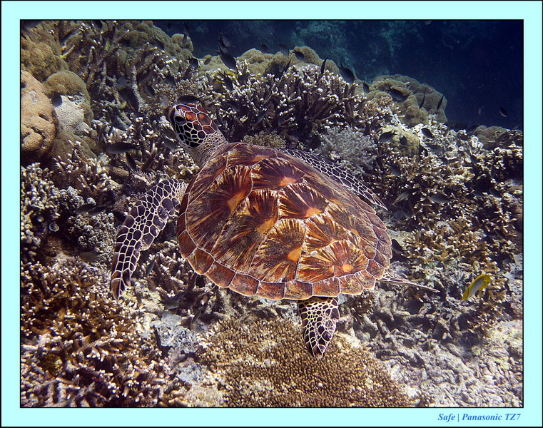 2011 - 08 - Borneo - Sipadan 057